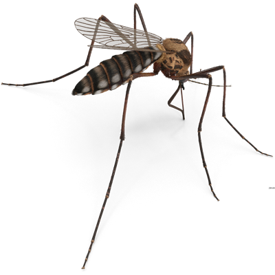 Mosquito400